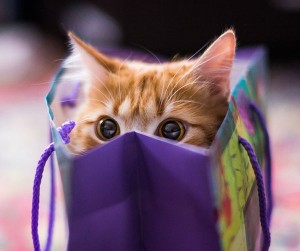 cat-in-bag
