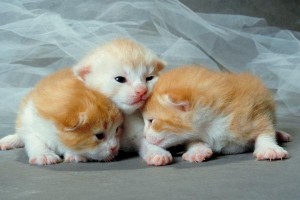 kittens