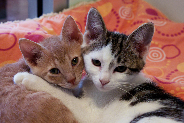 Top 10 Reasons Why Two Kittens Are Better Than One